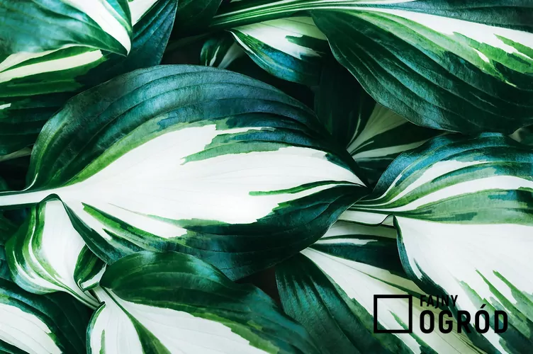 Funkia Fortune'a 'Fire and Ice'