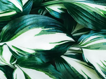 Funkia Fortune'a 'Fire and Ice' - zdjęcie 4