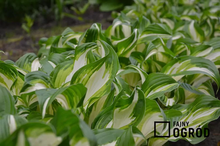 Funkia Fortune'a 'Fire and Ice' - zdjęcie 5