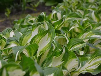 Funkia Fortune'a 'Fire and Ice' - zdjęcie 5