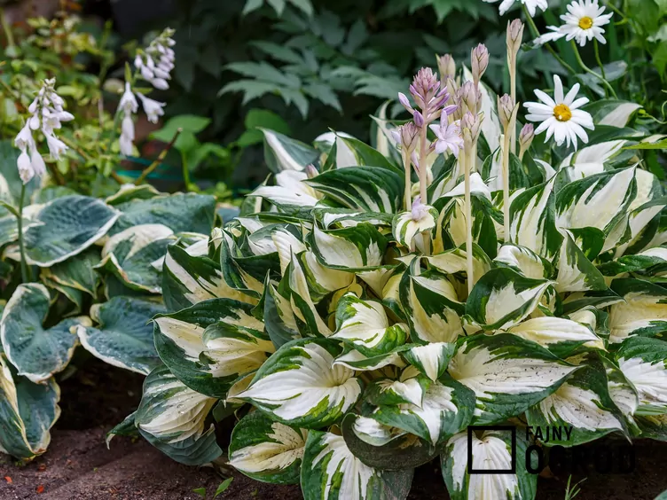 Funkia Fortune'a 'Fire and Ice'