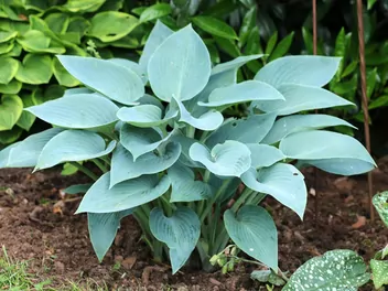 Funkia Tardiana 'Halcyon' - zdjęcie 2