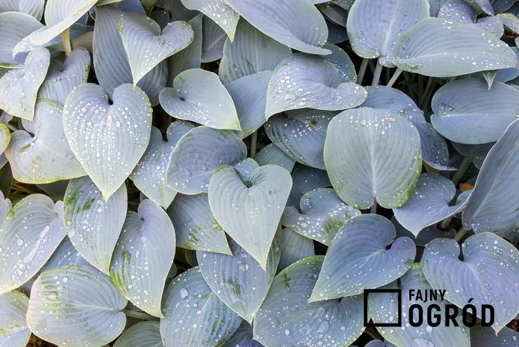 Funkia Tardiana 'Halcyon'