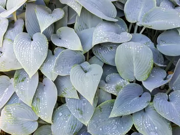 Funkia Tardiana 'Halcyon' - zdjęcie 3