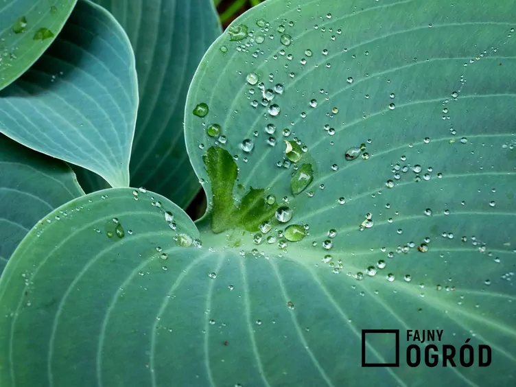 Funkia Tardiana 'Halcyon'