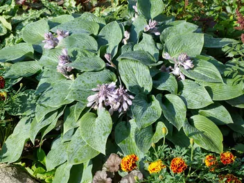 Funkia Tardiana 'Halcyon' - zdjęcie 5