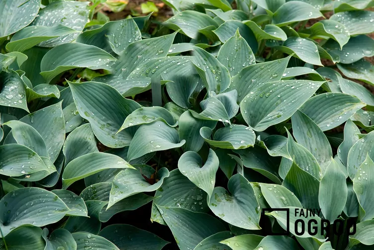 Funkia Tardiana 'Halcyon'