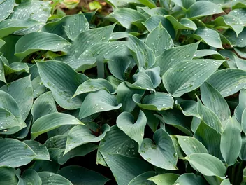 Ilustracja rośliny funkia tardiana 'halcyon'