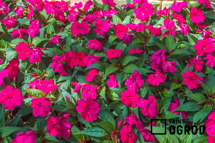 Niecierpek nowogwinejski SunPatiens