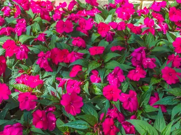 Ilustracja rośliny niecierpek nowogwinejski sunpatiens