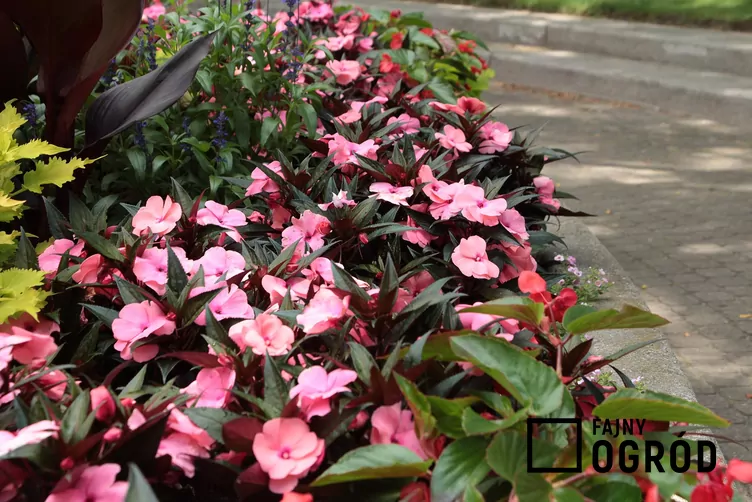 Niecierpek sunpatiens