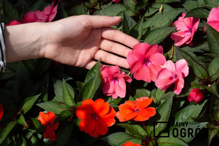 Niecierpek nowogwinejski SunPatiens