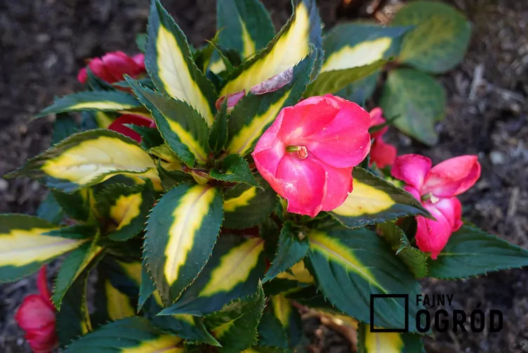 Niecierpek nowogwinejski SunPatiens