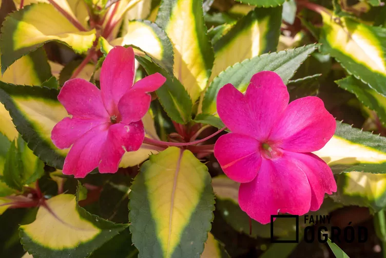 Niecierpek nowogwinejski SunPatiens - zdjęcie 5