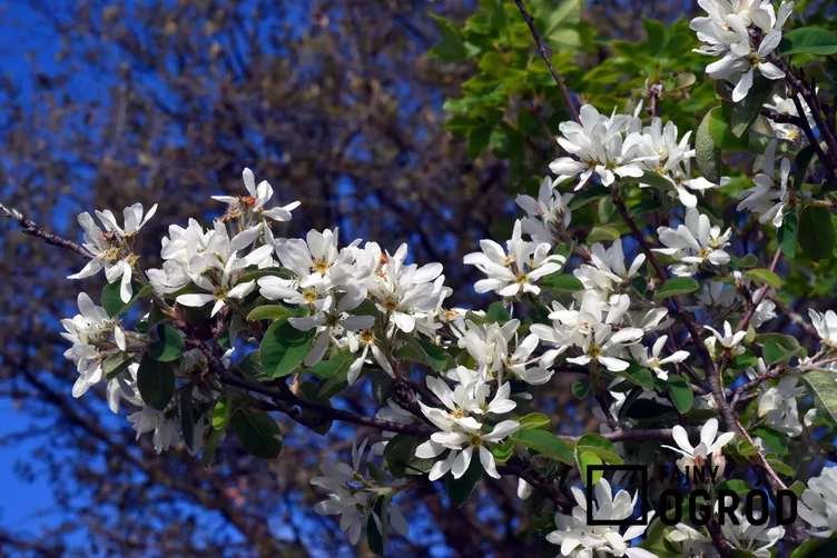 Świdośliwa jajowata