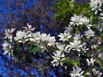 Ilustracja rośliny świdośliwa jajowata
