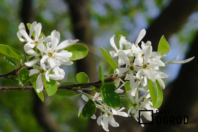 Świdośliwka jajowata