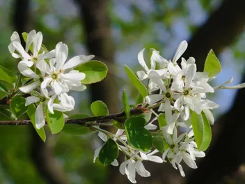 Świdośliwa jajowata - zdjęcie 2