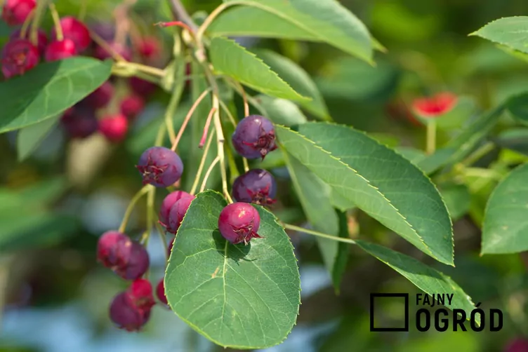 Świdośliwa okrągłolistna