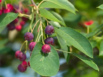 Świdośliwa jajowata - zdjęcie 3