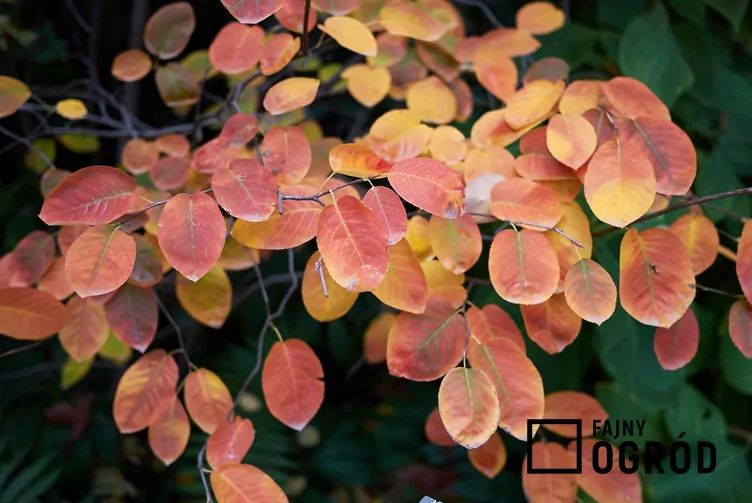 Świdośliwa jajowata