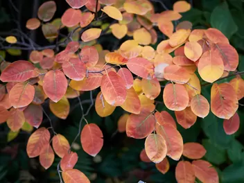 Świdośliwa jajowata - zdjęcie 4