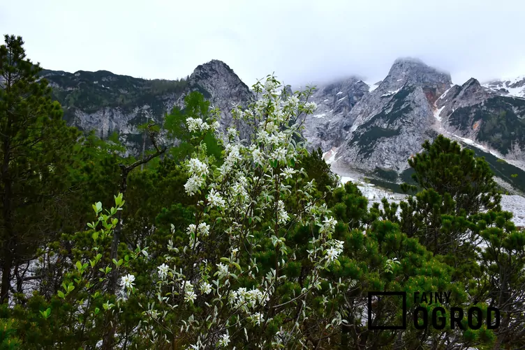 Świdośliwa jajowata - zdjęcie 5