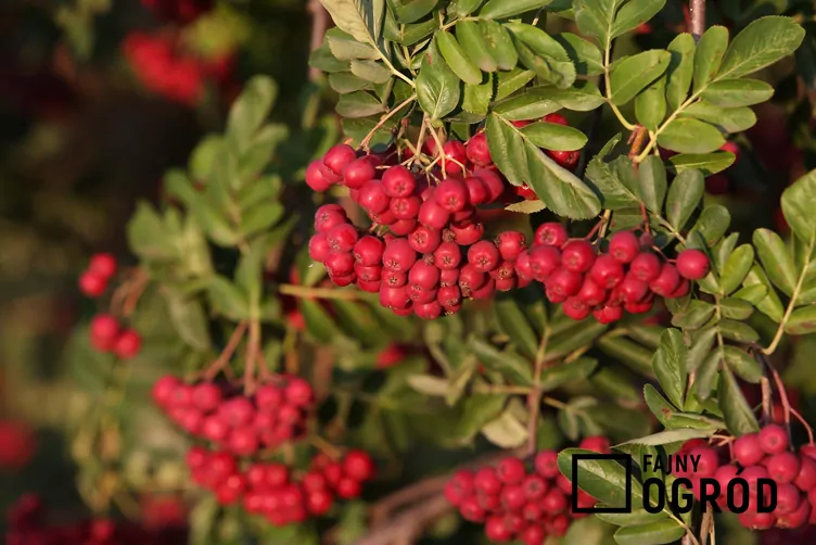 ×Crataegosorbus miczurini ‘Ivan’s Bell’