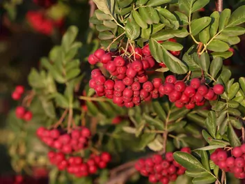 Głogojarząb ‘Granatnaja’ - zdjęcie 2