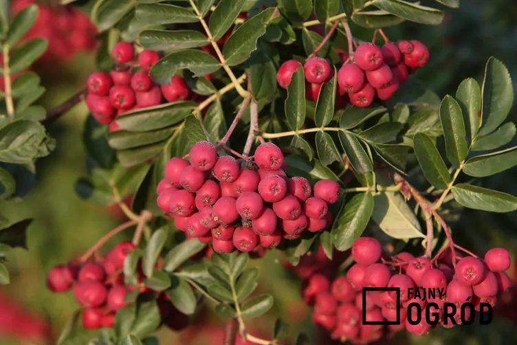 Głogojarząb ‘Granatnaja’