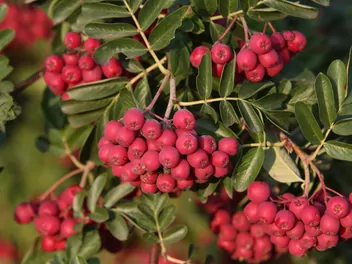 Głogojarząb ‘Granatnaja’ - zdjęcie 3