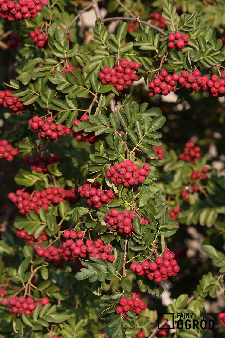 Głogojarząb ‘Granatnaja’