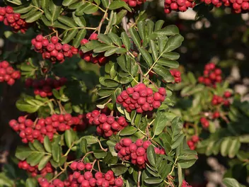 Głogojarząb ‘Granatnaja’ - zdjęcie 4