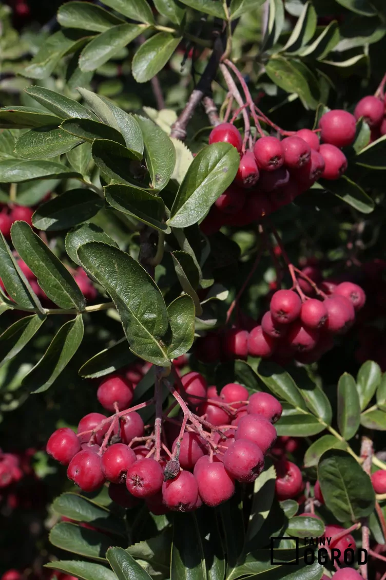 Głogojarząb ‘Granatnaja’ - zdjęcie 5
