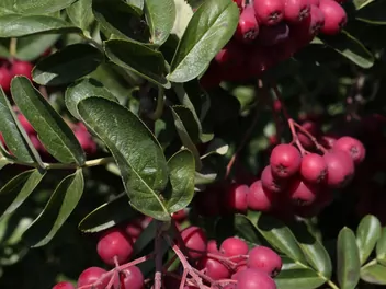 Głogojarząb ‘Granatnaja’ - zdjęcie 5