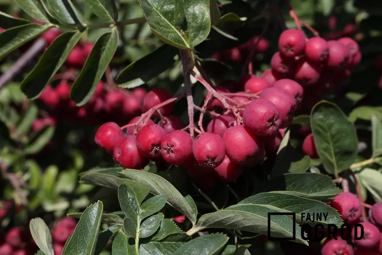 Głogojarząb ‘Granatnaja’