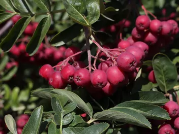 Ilustracja rośliny głogojarząb ‘granatnaja’