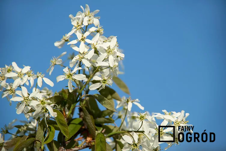 Świdośliwa gładka 'Ballerina'