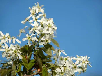 Ilustracja rośliny świdośliwa gładka 'ballerina'
