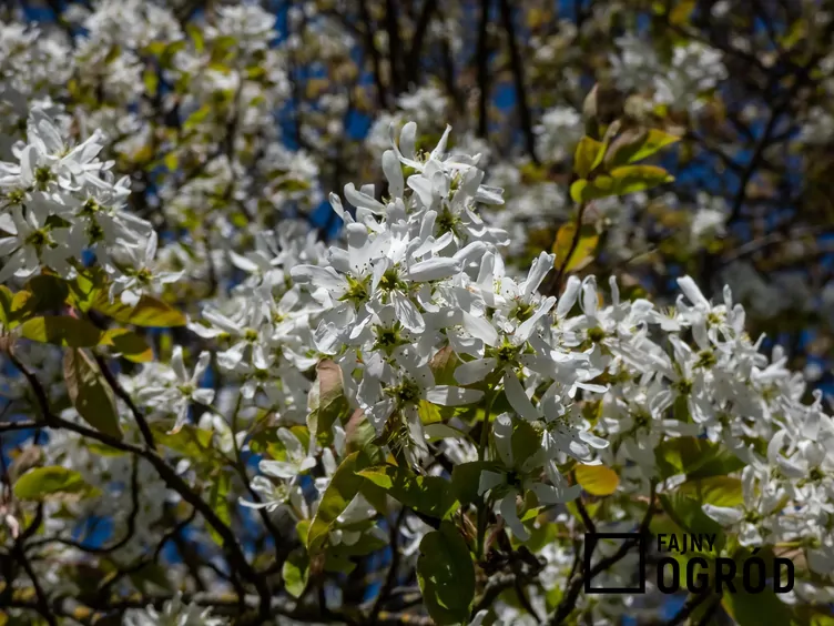 Świdośliwa ballerina