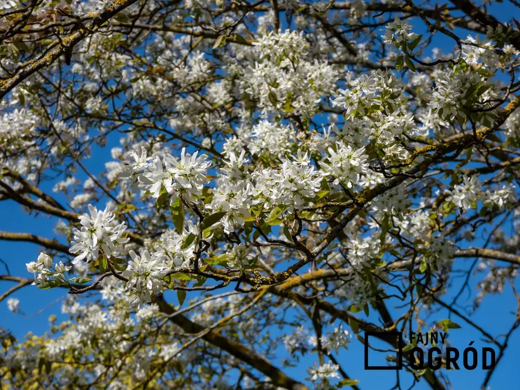 Świdośliwa gładka 'Ballerina'