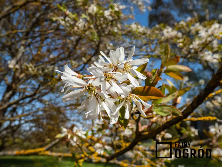 Świdośliwa gładka 'Ballerina' - zdjęcie 5