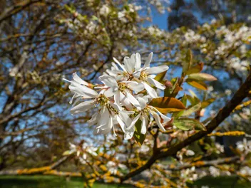 Świdośliwa gładka 'Ballerina' - zdjęcie 5