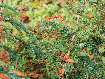 Irga Francheta - zdjęcie 2