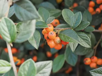 Irga Francheta - zdjęcie 3