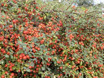 Irga Francheta - zdjęcie 4