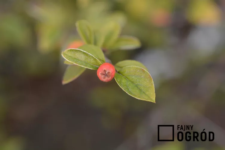 Irga Francheta - zdjęcie 5