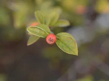 Irga Francheta - zdjęcie 5