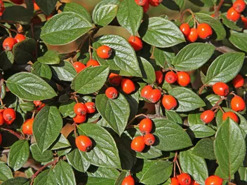 Ilustracja rośliny irga francheta