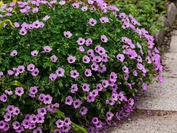 Bodziszek popielaty - zdjęcie 2